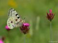 Parnassius apollo (Apollo)